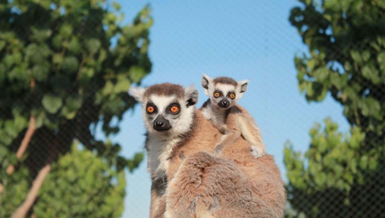 Visita al Zoológico de Murcia: Un día en familia con animales exóticos